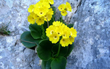 Primula auricula – Auricula Primrose Primula auricula - Auricula Primrose