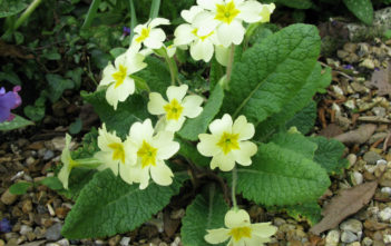 Primula vulgaris – English Primrose Primula vulgaris - English Primrose