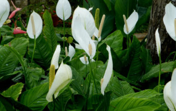 Spathiphyllum wallisii – Peace Lily Spathiphyllum wallisii - Peace Lily