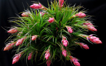 Tillandsia stricta – Upright Air Plant Tillandsia stricta - Upright Air Plant