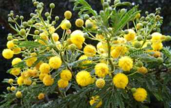 Vachellia karroo – Sweet Thorn Vachellia karroo - Sweet Thorn