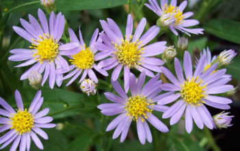 Aster tataricus – Tatarian Aster Aster tataricus - Tartarian Aster