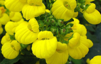 Calceolaria integrifolia – Lady’s Slipper Calceolaria integrifolia - Lady's Slipper