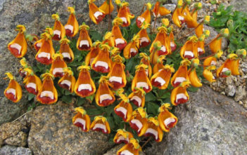 Calceolaria uniflora – Darwin’s Slipper Calceolaria uniflora - Darwin's Slipper