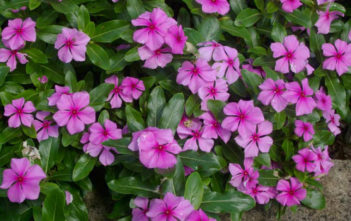 Catharanthus roseus – Madagascar Periwinkle Catharanthus roseus - Madagascar Periwinkle