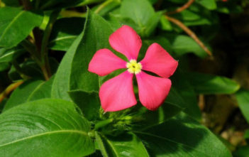 Catharanthus trichophyllus Catharanthus trichophyllus