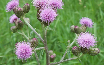 Cirsium arvense – Creeping Thistle, Canada Thistle Cirsium arvense - Creeping Thistle Canada Thistle