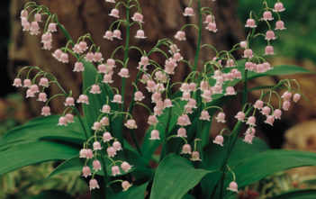 Convallaria majalis var. rosea – Pink Lily of the Valley Convallaria majalis var. rosea - Pink Lily of the Valley