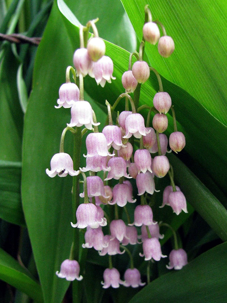 Convallaria majalis var. rosea - Pink Lily of the Valley ...