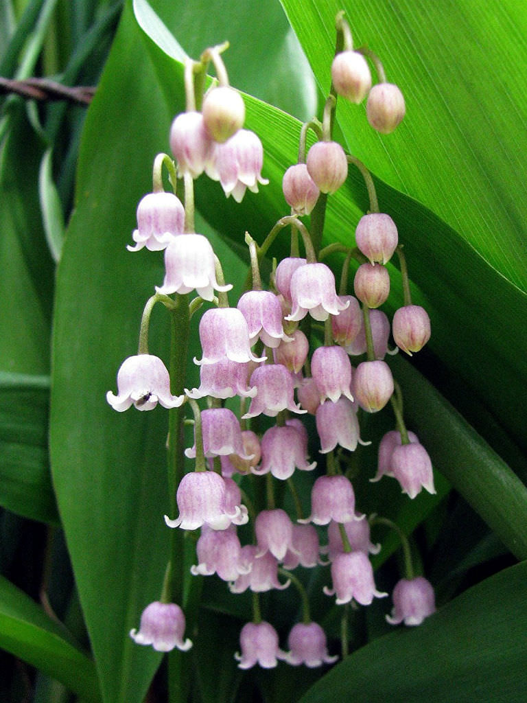 Convallaria majalis var. rosea - Pink Lily of the Valley | World of