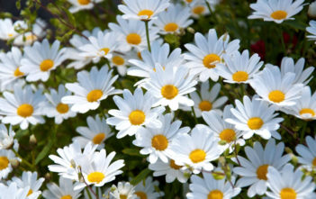 Top 10 Facts About Daisies Daisies