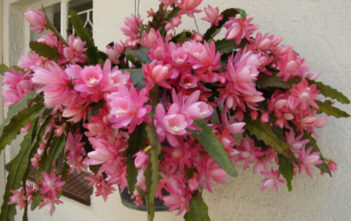 Disocactus phyllanthoides – German Empress Disocactus phyllanthoides - German Empress