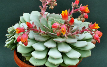 Echeveria globulosa Echeveria globulosa
