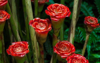 Etlingera corneri – Rose of Siam Etlingera corneri - Rose of Siam