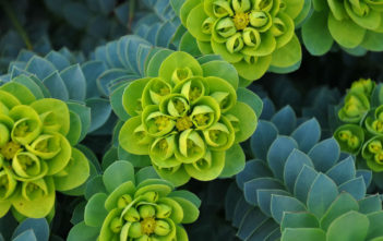 Euphorbia myrsinites – Myrtle Spurge Euphorbia myrsinites - Myrtle Spurge