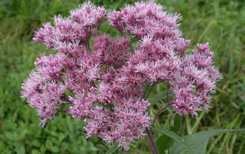Eutrochium maculatum – Spotted Joe-Pye Weed Eutrochium maculatum - Spotted Joe-Pye Weed