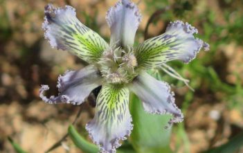 Ferraria ferrariola – Spider Iris Ferraria ferrariola - Spider Iris