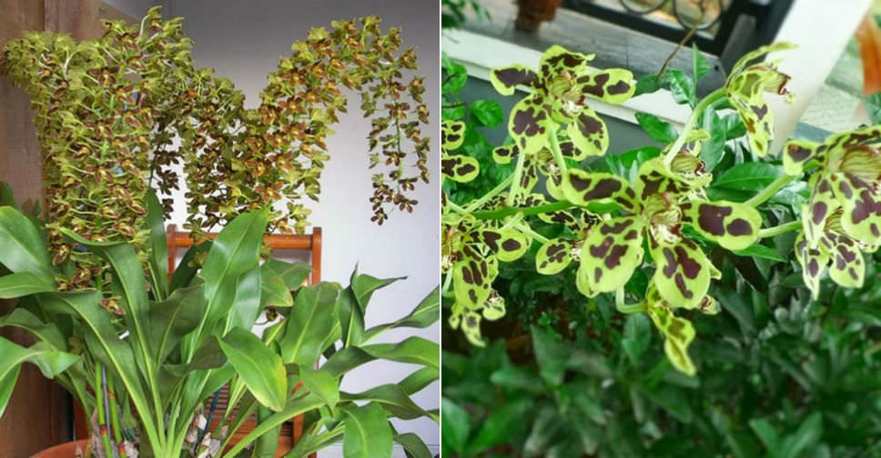 Grammatophyllum scriptum Bell Orchid World of Flowering Plants