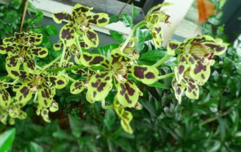 Grammatophyllum scriptum – Bell Orchid Grammatophyllum scriptum - Bell Orchid