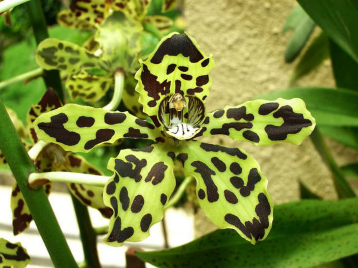 Grammatophyllum Scriptum Bell Orchid World Of Flowering Plants