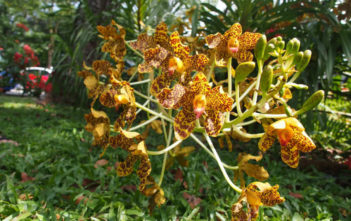Grammatophyllum speciosum – Tiger Orchid Grammatophyllum speciosum - Tiger Orchid