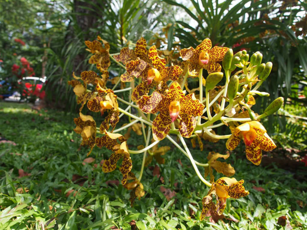 Grammatophyllum speciosum - Tiger Orchid | World of Flowering Plants