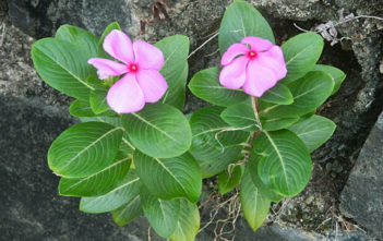 Lithophyte Lithophyte (Catharanthus roseus)