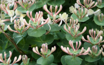 Lonicera caprifolium – Perfoliate Honeysuckle Lonicera caprifolium - Perfoliate Honeysuckle