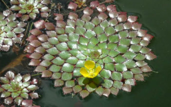 How to Grow and Care for Mosaic Plant (Ludwigia sedoides) Mosaic Plant (Ludwigia sedoides)