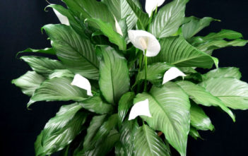How to Grow and Care for Peace Lilies (Spathiphyllum) Peace Lilies (Spathiphyllum)