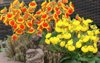 How to Grow and Care for Pocketbook Plants (Calceolaria) Pocketbook Plants (Calceolaria)