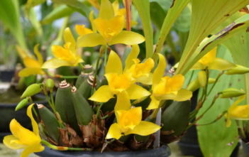 Pseudobulb Pseudobulb (Lycaste macrobulbon)