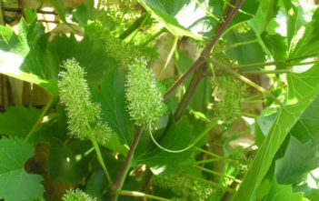Vitis vinifera – Common Grape Vine Vitis vinifera - Common Grape Vine