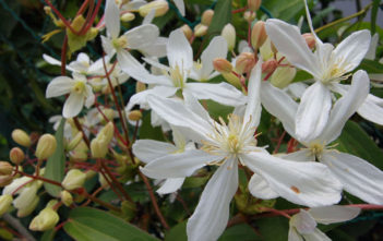 Clematis armandii – Evergreen Clematis Clematis armandii - Evergreen Clematis