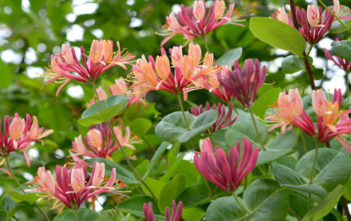 Climbing Plant Climbing Plant (Lonicera x heckrottii)