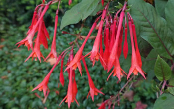 Fuchsia triphylla Fuchsia triphylla