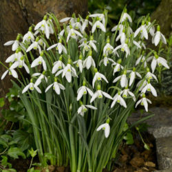 Galanthus Elwesii Greater Snowdrop World Of Flowering Plants