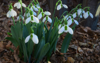 Galanthus elwesii – Greater Snowdrop Galanthus elwesii - Greater Snowdrop