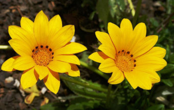 Gazania rigens – Treasure Flower Gazania rigens - Treasure Flower