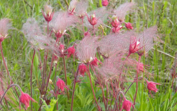 Geum triflorum – Prairie Smoke Geum triflorum - Prairie Smoke