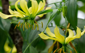 Gloriosa superba ‘Greenii’ – Gloriosa Lily Gloriosa superba 'Greenii' - Gloriosa Lily