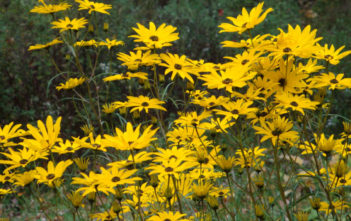 Helianthus angustifolius – Swamp Sunflower Helianthus angustifolius - Swamp Sunflower