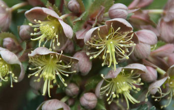 Helleborus lividus – Majorcan Hellebore Helleborus lividus - Majorcan Hellebore