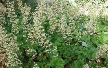Heuchera maxima – Island Alum Root Heuchera maxima - Island Alum Root