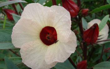 Hibiscus sabdariffa – Roselle Hibiscus sabdariffa - Roselle