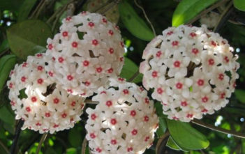 Hoya carnosa – Wax Plant Hoya carnosa - Wax Plant