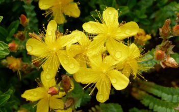 Hypericum olympicum – Mount Olympus St. John’s Wort Hypericum olympicum - Mount Olympus St. John's Wort