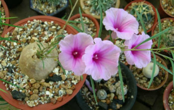 Ipomoea bolusiana Ipomoea bolusiana