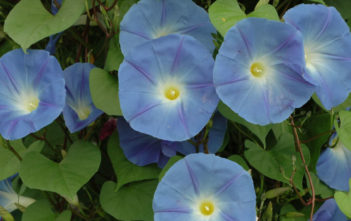Ipomoea tricolor – Morning Glory Ipomoea tricolor - Morning Glory