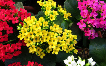 Kalanchoe blossfeldiana – Flaming Katy Kalanchoe blossfeldiana - Flaming Katy